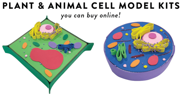 Cell 3d model ideas